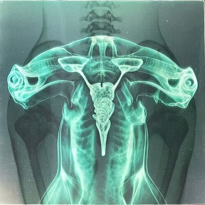 Eartheater: Shark Brain / Dolphin - Glow in the Dark